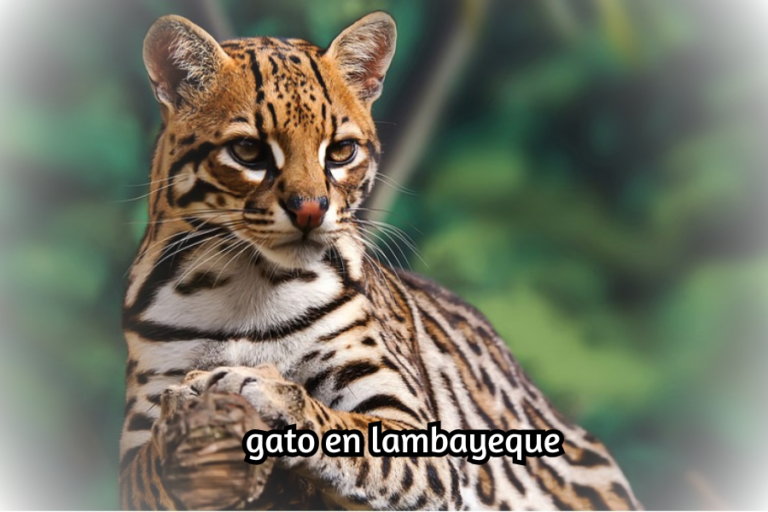 gato en lambayeque